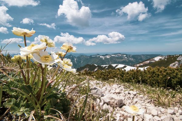 Natura 2000: Ein weiß-gelbe Blume auf dem Gipfel des oberbayerischen Geigelsteins. Im Hintergrund ein Bergpanorama (Foto: Sonja Kreil)