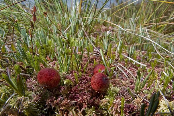 Drei rote Beeren auf einem Moospolster. (Foto: Thomas Stephan)