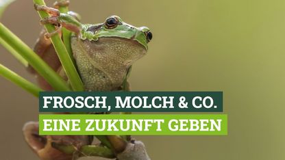 Spenden für Frosch, Molch und Co