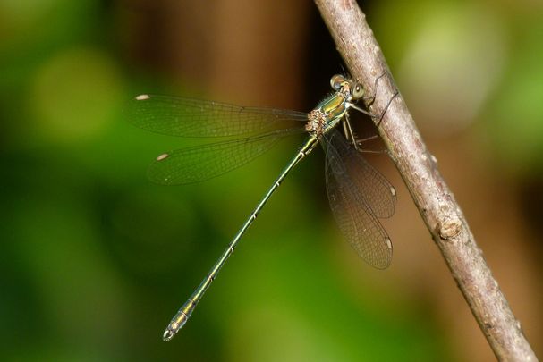 Eine männliche Westliche Weidenjungfer (Chalcolestes viridis)(Foto: Günter Farka)