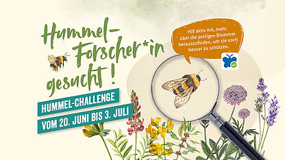Hummel-Forscher*in gesucht!