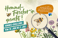 Hummel-Forscher*in gesucht!