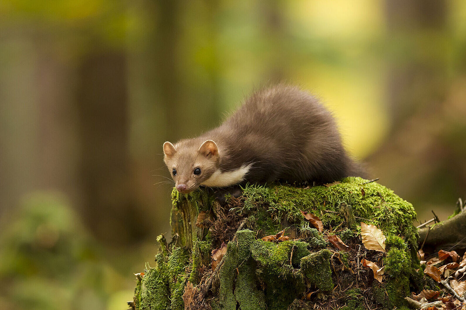 Ein Steinmarder mit dem charakteristischen weißen Kehlfleck duckt sich auf einem moosbewachsenen Baumstamm. Er gehört zu den potenziellen Fressfeinden der Waldbirkenmaus. (Foto: Marcus Bosch)