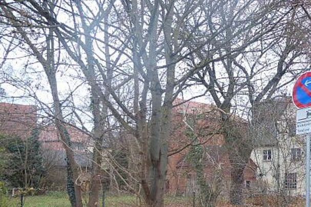 Bäume im Herbst im Garten neben Parkplatz Reichswaisenhausstraße