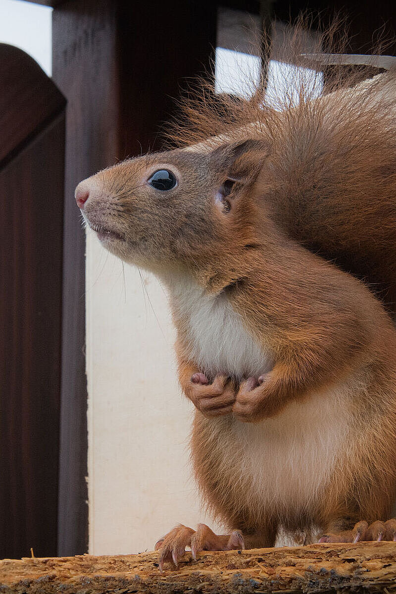 Eichhörnchen auf Ansitz