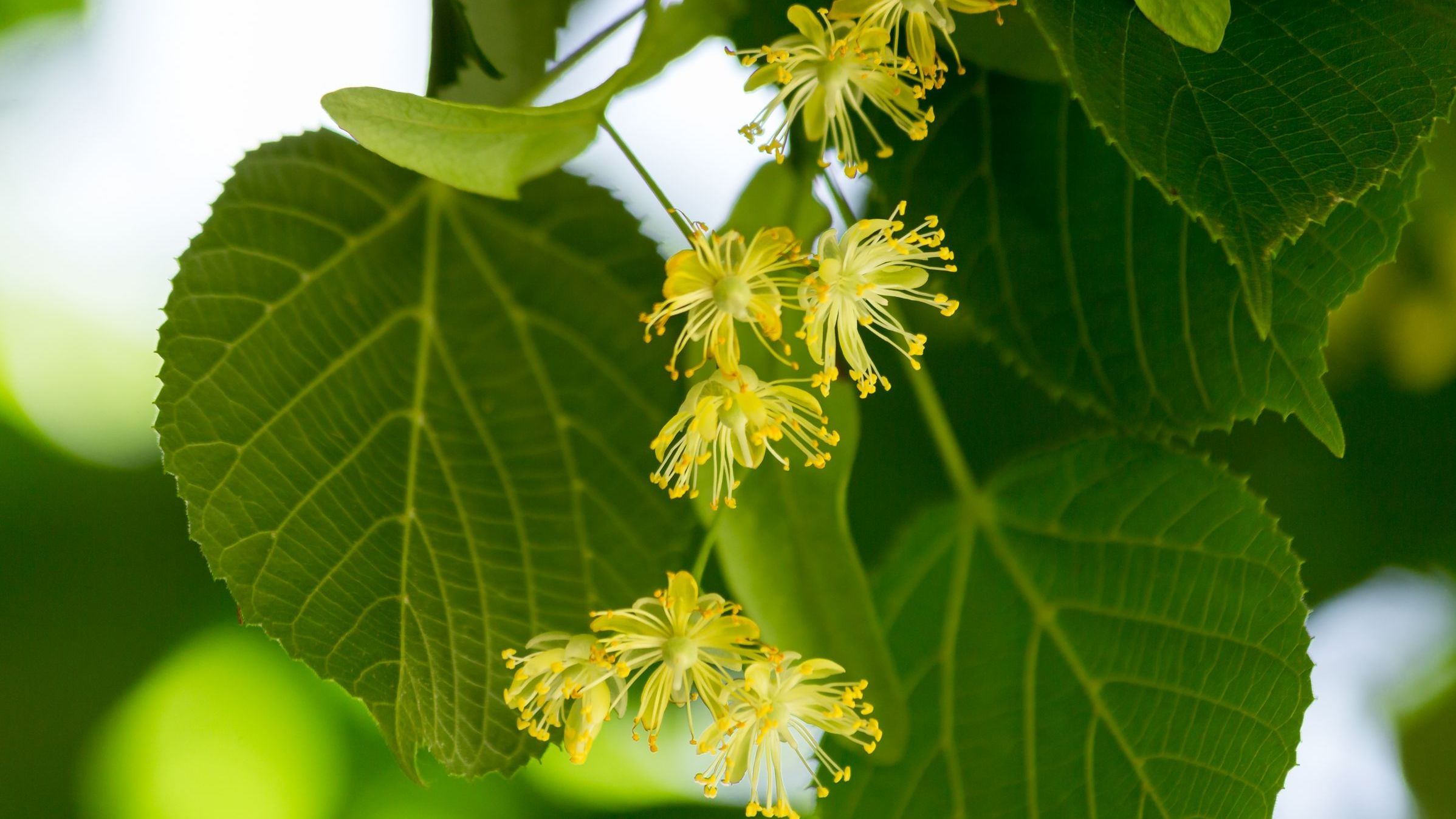 tilia linden flowers on tree in spring season