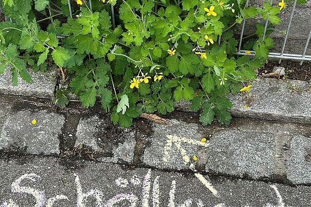 #Krautschau - mit Kreide markiertes Schöllkraut (C) Martina Gehret