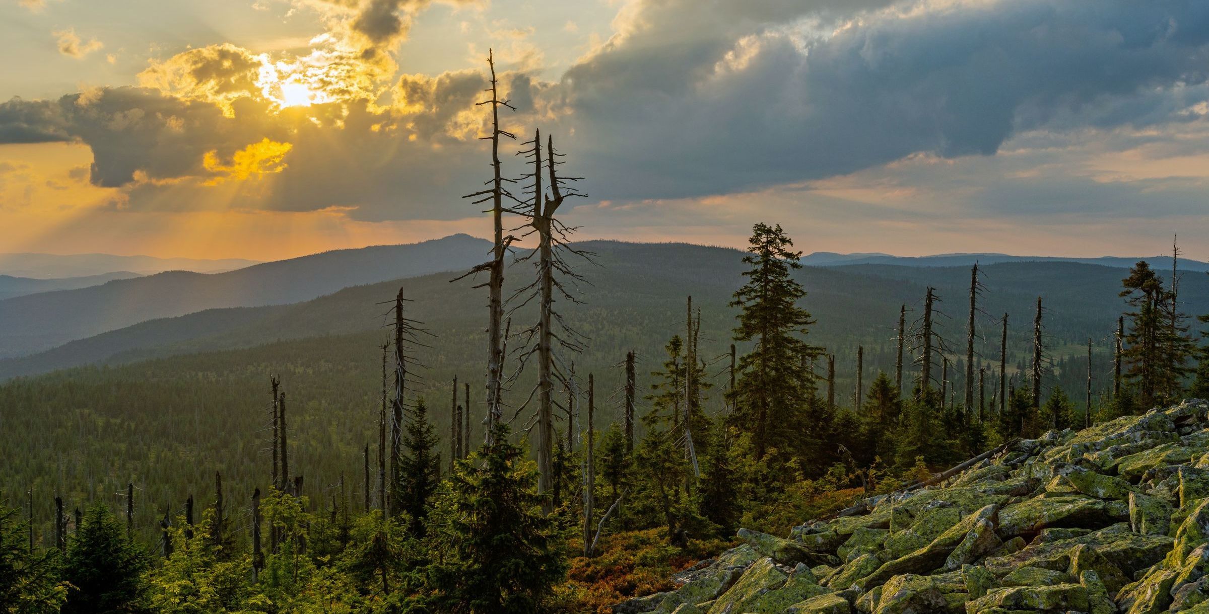 Im Nationalpark Bayerischer Wald: Blick vom Lusen zum Rachel (Foto: Robert Ruidl/stock.adobe.com) Blick vom Lusen zum Rachel über eine Geröllschutthalde und einige Baumskelette auf weite, dicht bewaldete Hügel.