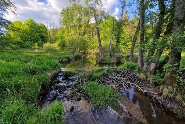 Biberdamm (Foto: Berit ARendt/BN)