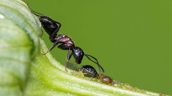 Nützlinge im Garten: In der Natur gibt es keine "Schädlinge", jedes Wesen hat seinen Sinn. So dienen Blattläuse als Nährstofflieferanten für Ameisen, die wiederum wichtig sind als Gesundheitspolizei des Gartens. (Foto: Mircea Costina/stock.adobe.com) Nützlinge im Garten: Ameise mit Blattlaus auf einem Zweig. (Foto: Mircea Costina/stock.adobe.com)