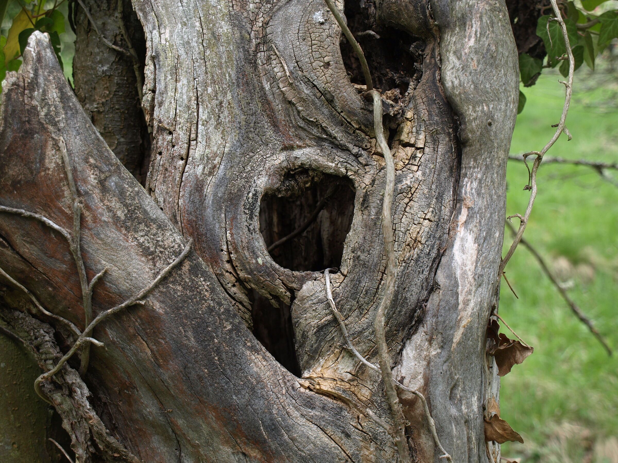 Baumhöhle sucht Bewohner (Foto: Harald Hilbig) Baumhöhlen in einem toten Obstbaum ohne Rinde