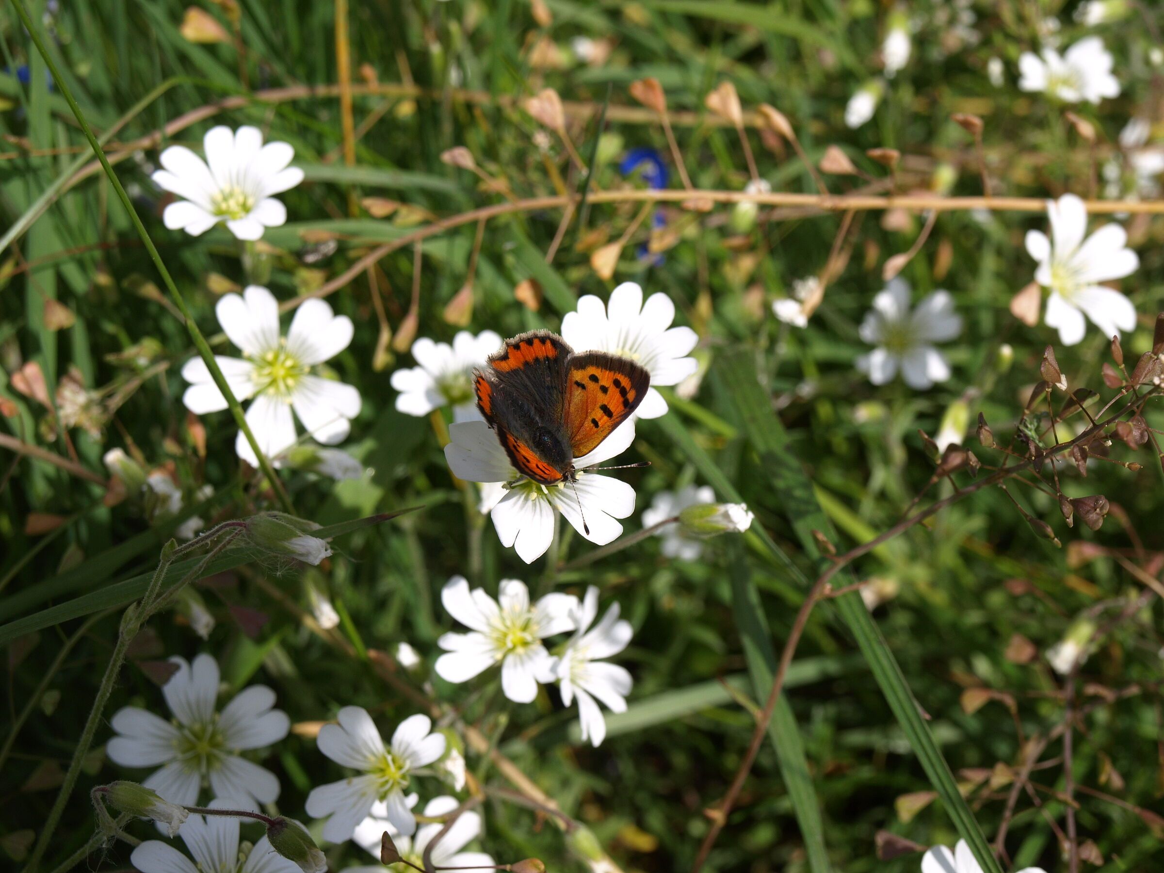 Feuerfalter (Foto: Harald Hilbig) Weiße Blüten und ein rot-brauner Schmetterling