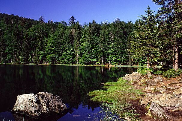 Blick auf den Rachelsee im Nationalpark Bayerischer Wald in der Sonne: Nachhaltig reisen ist vielen Menschen wichtig. (Foto: Wolfgang Willner): " alt="Blick auf den Rachelsee im Nationalpark Bayerischer Wald in der Sonne: Nachhaltig reisen ist vielen Menschen wichtig. (Foto: Wolfgang Willner)