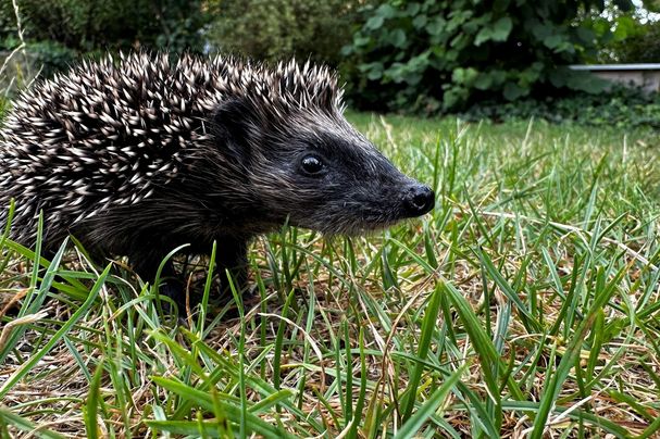 Igelkind im Garten, Foto Martina Gehret