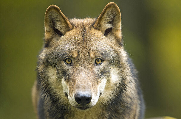 Der Wolf In Bayern Bund Naturschutz