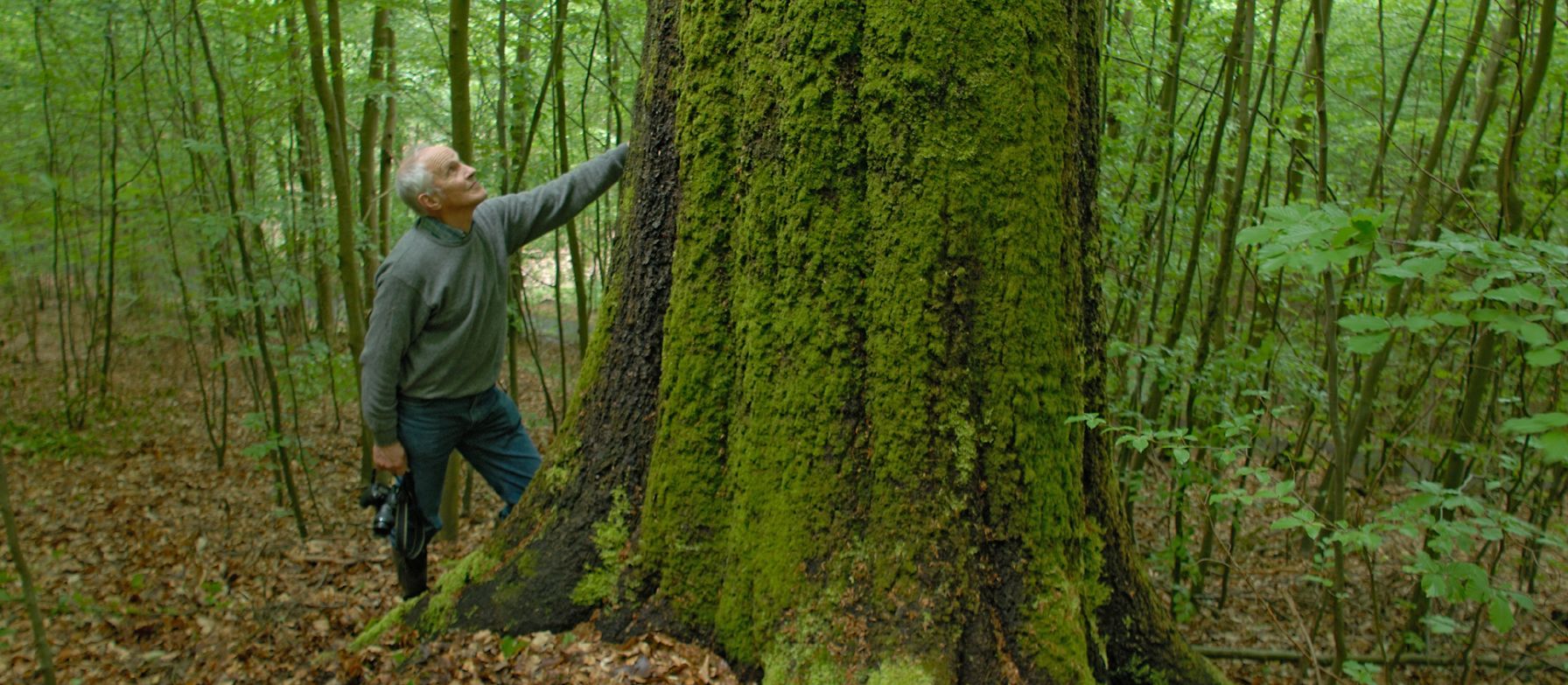 Wirklich alte, dicke Bäume wie hier im Steigerwald sind mittlerweile eine Seltenheit in Bayern. (Foto: Thomas Stephan). Kartierungsprojekt im Steigerwald: Aktive vermessen einen dicken, alten Baum im Waldgebiet "Hoher Buchener Wald"