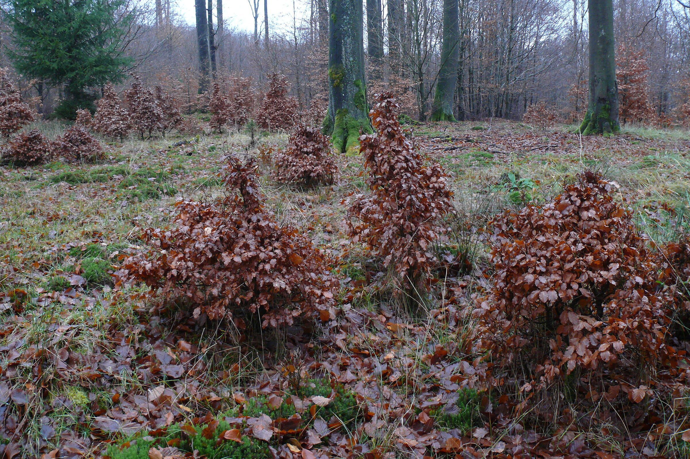 Bonsai-artig verbissene Buchen im Spessart (Foto: Michael Kunkel)