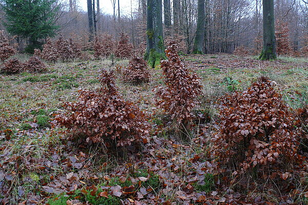 Bonsai-artig verbissene Buchen im Spessart (Foto: Michael Kunkel)