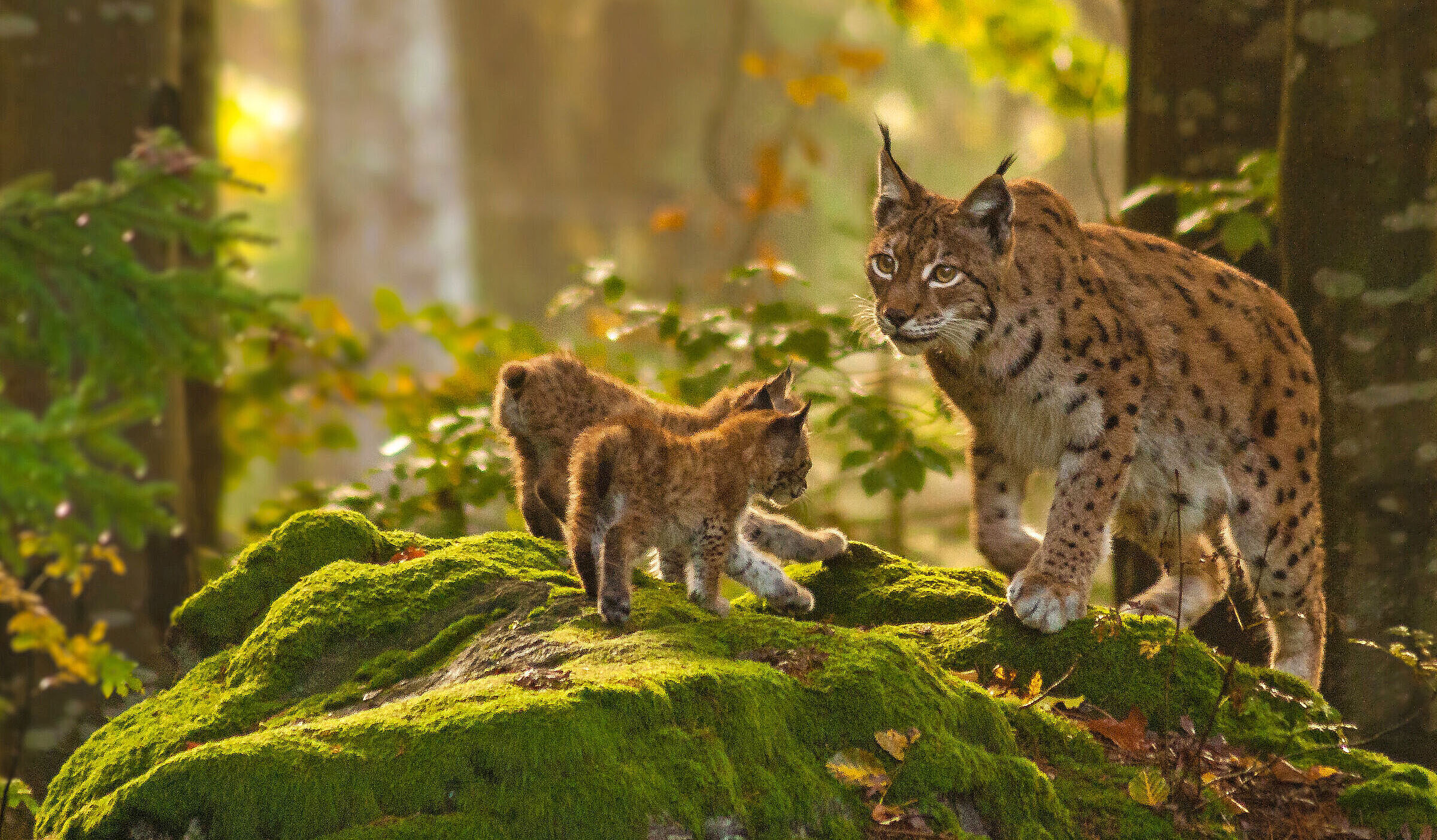 Ein Luchs steht mit zwei Jungen auf einem Felsen im Wald, der in goldenes Sonnenlicht getaucht ist.