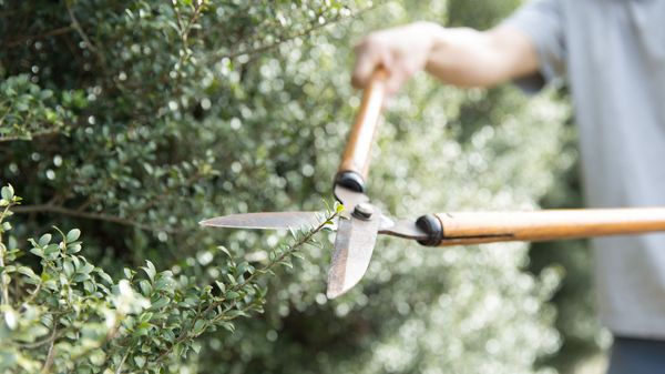 Nützlinge in den Garten locken: Schneiden Sie Ihre Hecken und Bäume nur zurückhalten, um Versteckmöglichkeiten zu erhalten (Foto: carbondale/stock.adobe.com). Nützlinge in den Garten locken: Schneiden Sie Ihre Hecken und Bäume nur zurückhalten, um Versteckmöglichkeiten zu erhalten (Foto: carbondale/stock.adobe.com).