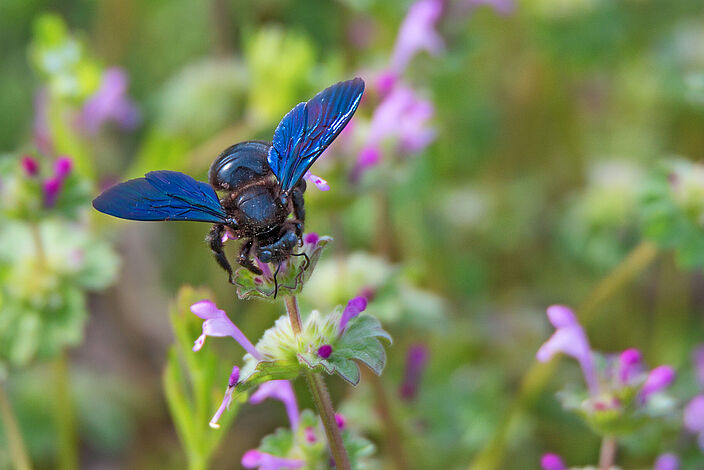 Eine blauschwarze Biene mit blauen Flügeln sitzt auf eine pinkfarbenen Blume. (Foto: Yakov/stock.adobe.de)