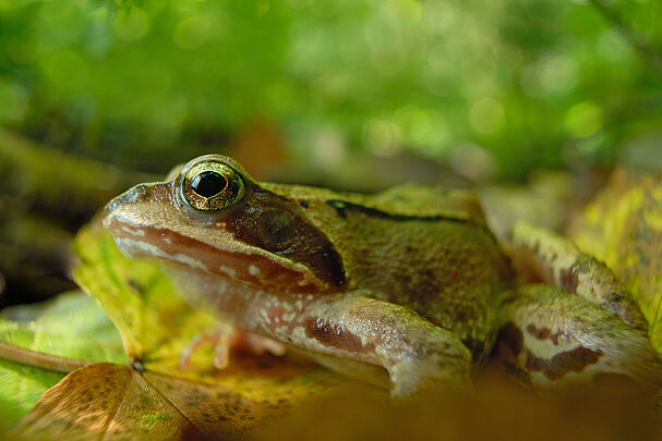 Ein Springfrosch (Foto: Thomas Stephan)