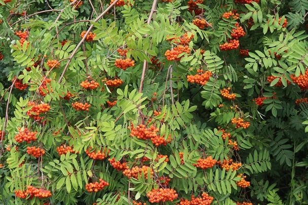 Sorbus aucuparia - Vogelbeere