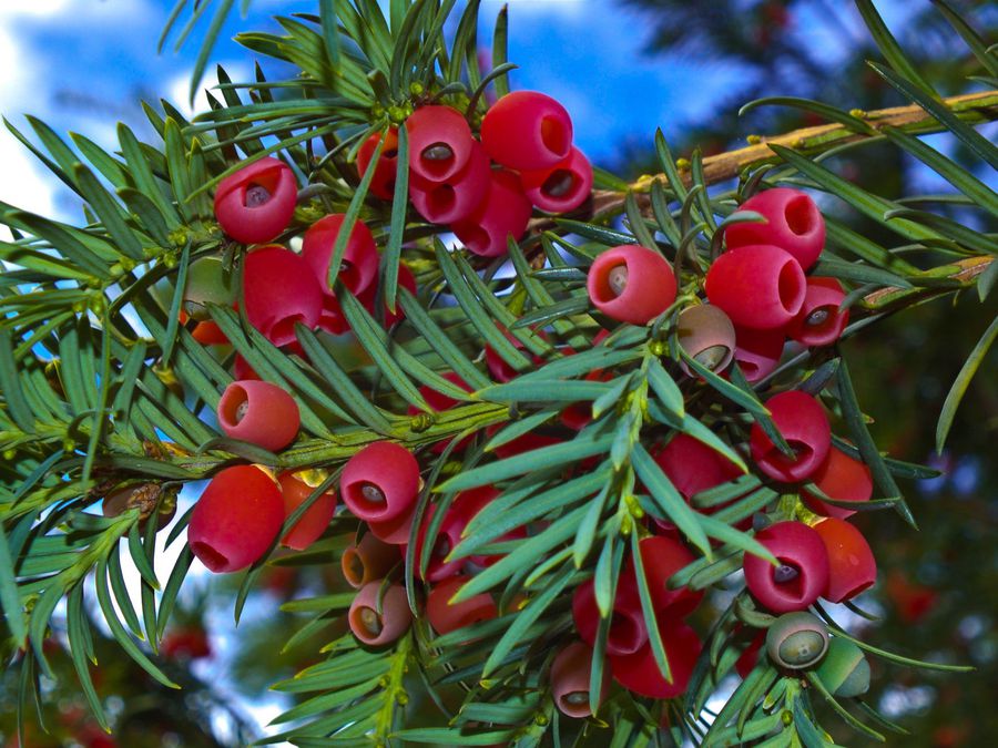 Taxus Baccata Der BN schützt die Eibe