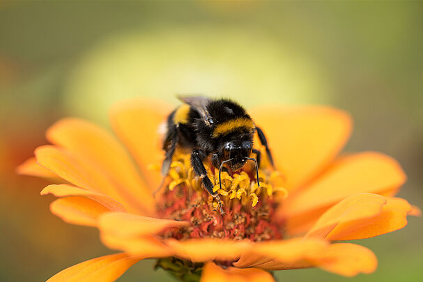 Dunkle Erdhummel (Foto: Toni Mader)