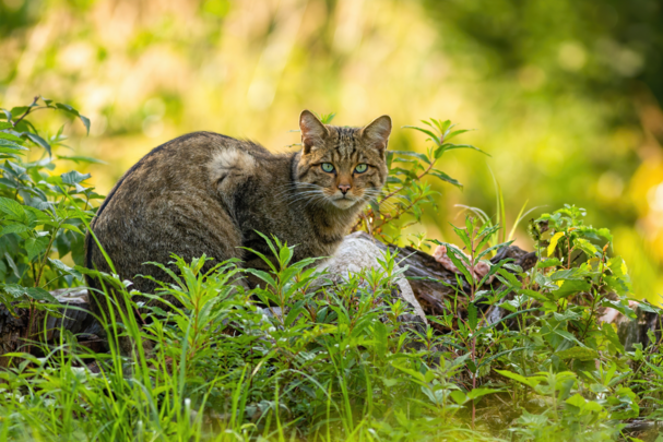 Europäische Wildkatze (Foto: WildMedia/stock.adobe.com)