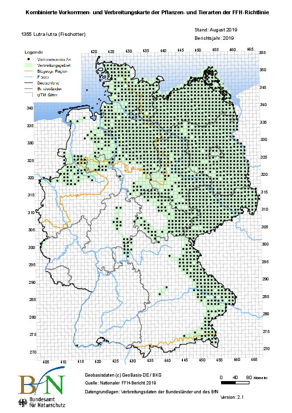 Eine Deutschlandkarte zeigt in grün die Verbreitungsgebiete des Fischotters in Deutschland und mit schwarzen Punkten die Vorkommen, auffällig sind die fehlenden Vorkommen in der westlichen Südhälfte. Bayern könnte eine Brückenfunktion zu den westeuropäischen Vorkommen übernehmen. (c) Bundesamt für Naturschutz (BfN). (c) Bundesamt für Naturschutz 