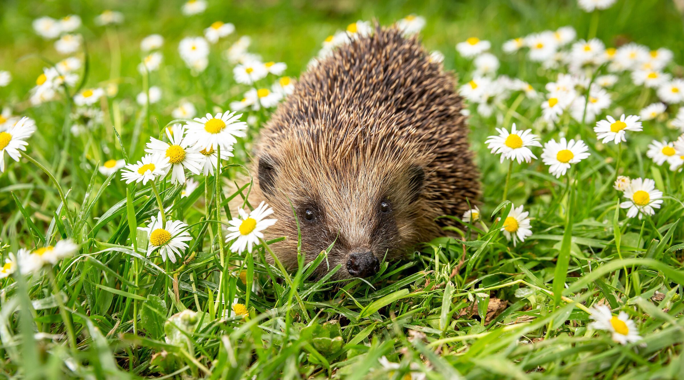 Mach mit bei der Igel-Challenge: Igel in einer Wiese mit Gänseblümchen