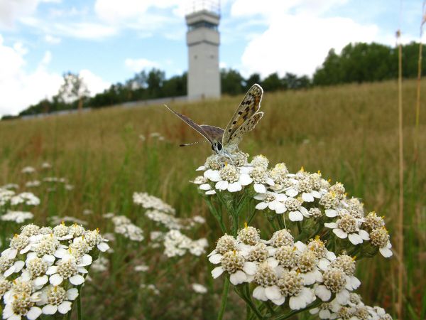 Grünes Band bei Konau-Popelau an der Elbe, Brauner Feuerfalter (Lycaena tityrus) auf Schafgarbe (Achillea ssp.) mit Grenzturm im Hintergrund Foto: Helmut Schlumprecht