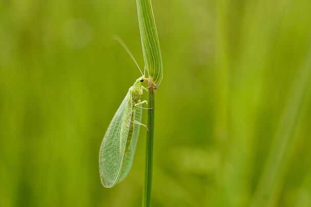 Insektensterben: Eine grüne Florfliege sitzt auf einem Pflanzenstengel (Foto: Revilo Lessen/stock.adobe.com)