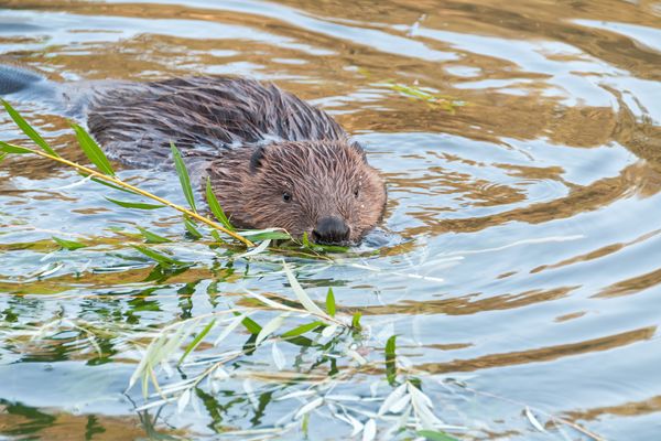 Beaver kid sits swims in water near riverside.
