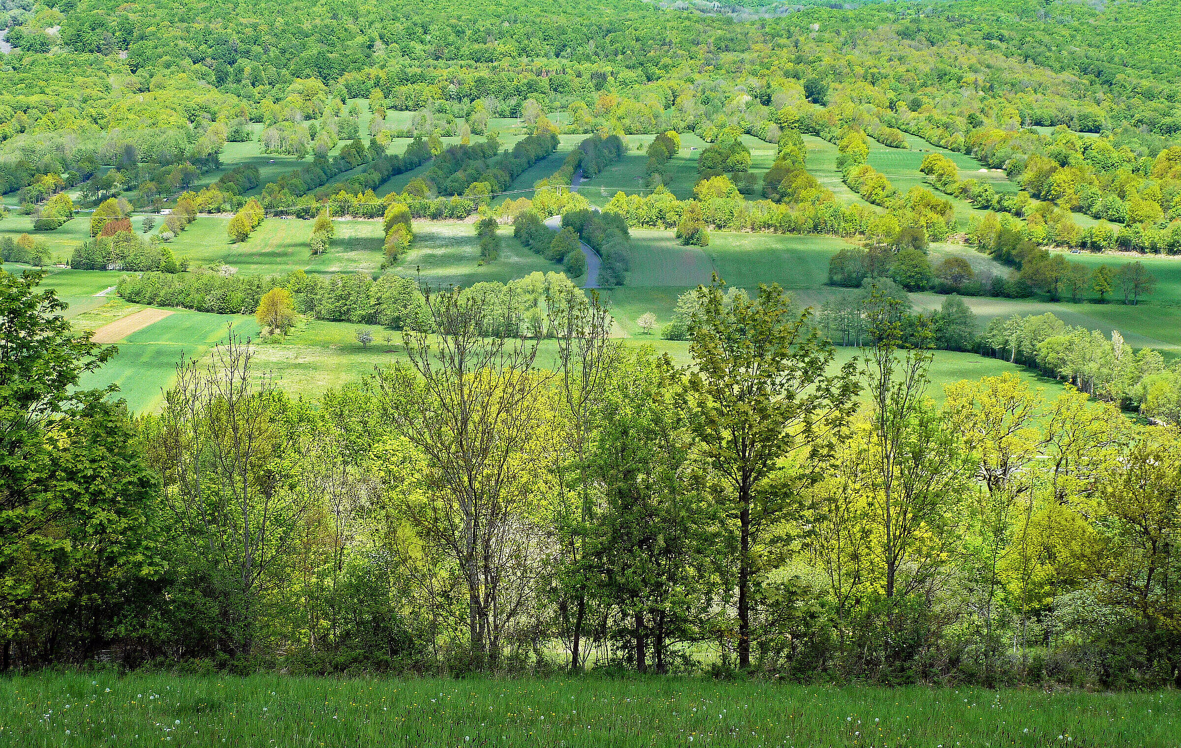 Hügelige Landschaft mit Wiesen durchsetzt mit Wald und vertikal angeordneten Heckenreihen