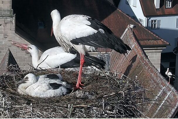 Storchennest Dinkelsbühl