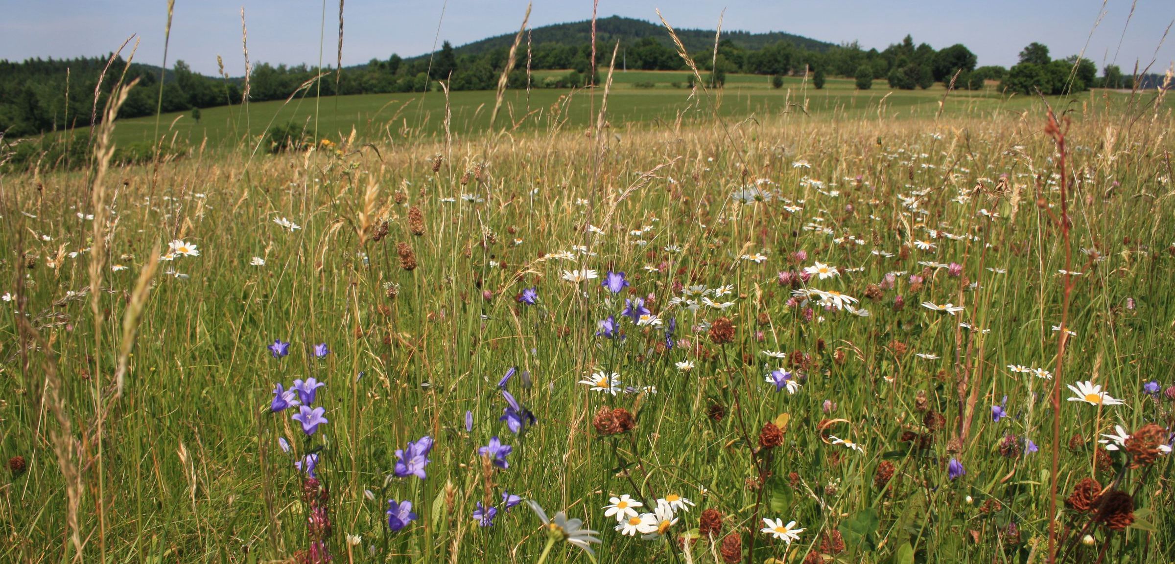 Foto: Dr. Sabine Heinz, LfL Wiese mit vielen Wildblumen