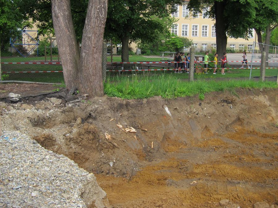 Wurzelkappung Baum