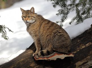 Die Europäische Wildkatze: Steckbrief