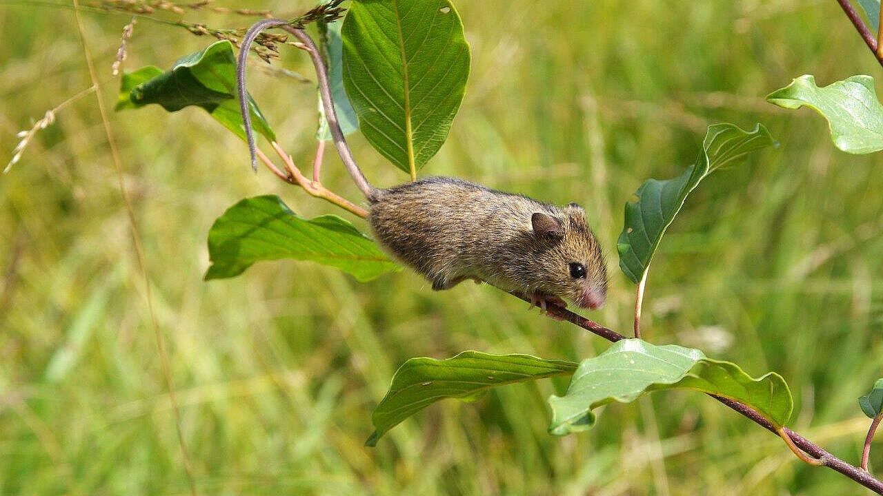 Waldbirkenmaus (Sicista betulina), Foto: Richard Kraft