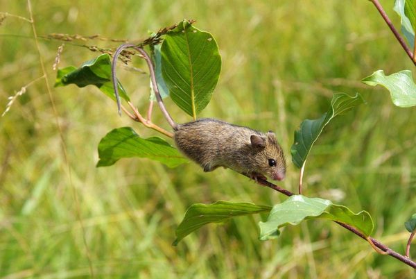 Waldbirkenmaus (Sicista betulina), Foto: Richard Kraft