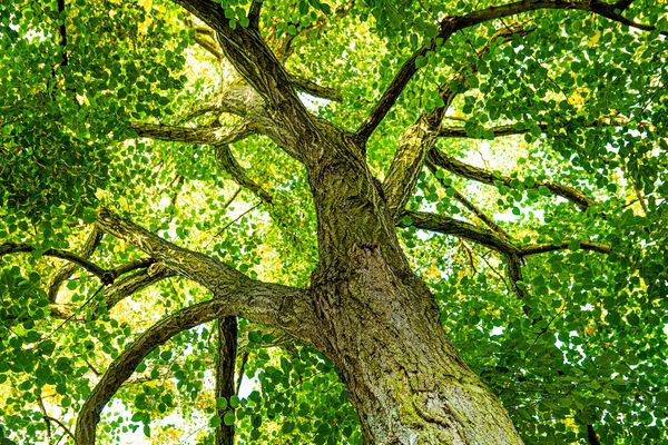 Die Linde ist der Symbolbaum des BUND Naturschutz (Foto: DanBu.Berlin/stock.adobe.com)