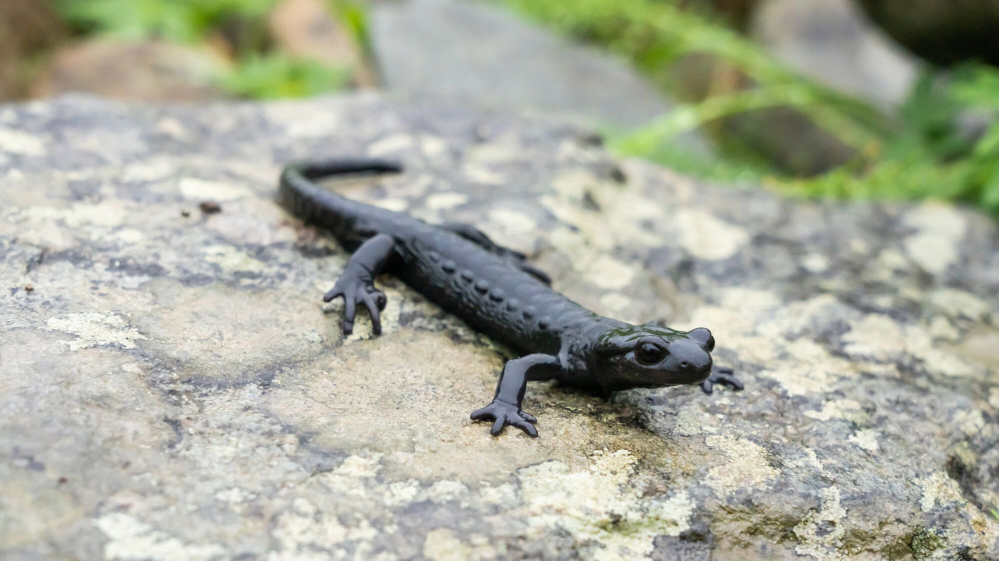 Der schwarze Alpensalamander kommt nur in hohen Lagen der Alpen vor (Foto: Thorsten Spoerlein/stock.adobe.com). Ein Alpensalamander (Foto: Thorsten Spoerlein/stock.adobe.com).