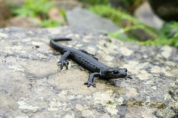 Ein schwarzer Alpensalamander (Foto: Thorsten Spoerlein/stock.adobe.com).