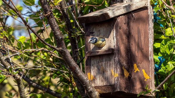 Nützlinge in den Garten locken: Vögel fressen unterschiedliche Schädlinge. Mit einem Nistkasten locken Sie Vögel an. (Foto: Tony Baggett/stock.adobe.com) Nützlinge in den Garten locken: Eine Blaumeise schaut aus einem Nistkasten. (Foto: Tony Baggett/stock.adobe.com)