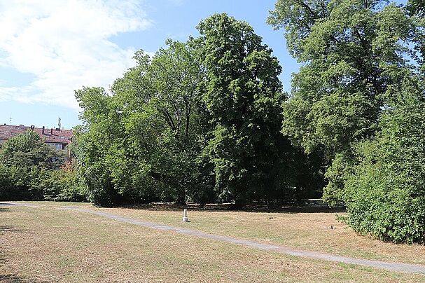 Platane im Cramer-Klett-Park – Naturdenkmal Nr. 30