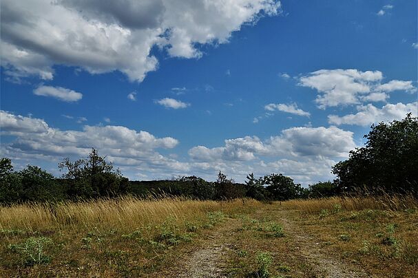 Hochsommer im Naturschutzgebiet Rammersberg. Foto: Heinz Scheid