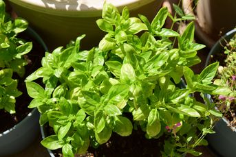 Bienenfreundliche Balkonpflanzen: Basilikum, Ocimum basilicum (Foto: AmalliaEka/stock.adobe.com)