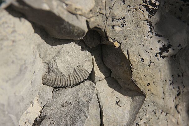 Ein Fossil, das unter einer Steinschicht freigelegt wurde.